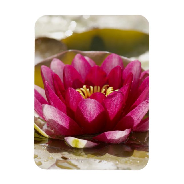 Water lily magnet (Vertical)