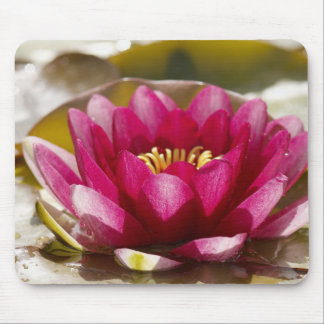 Water lily mouse pad