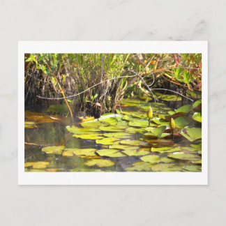 Water Lily Pad Postcard