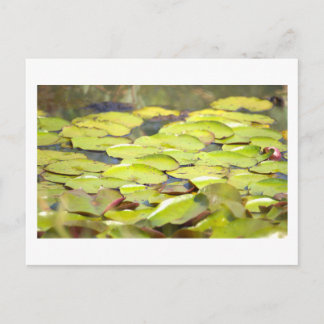Water Lily Pad Postcard