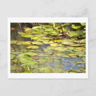 Water Lily Pad Postcard