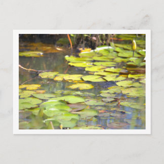 Water Lily Pad Postcard