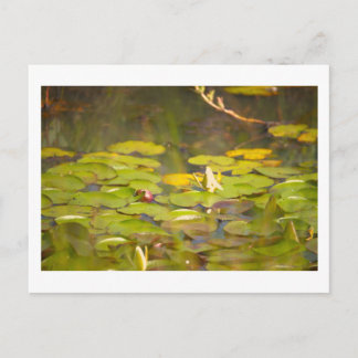 Water Lily Pad Postcard