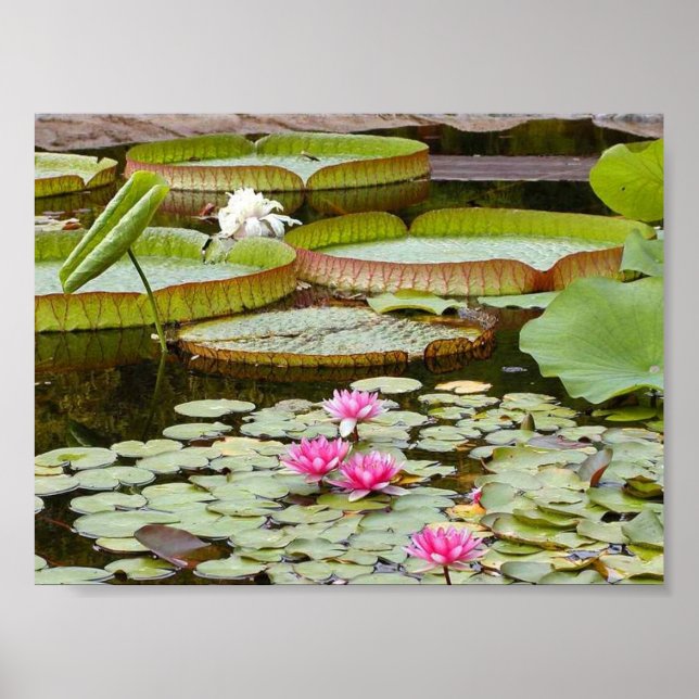 Water Lily Pads Ponds Poster (Front)