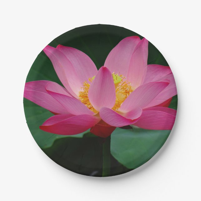 Water Lily Paper Plates (Front)