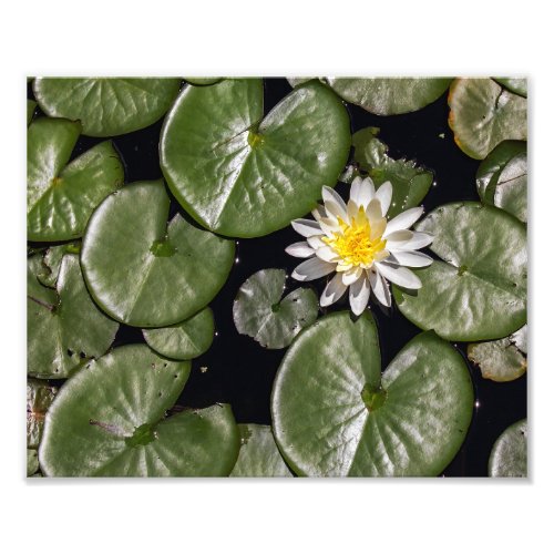 Water Lily Photo Print