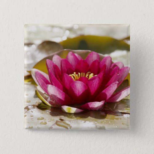 Water lily pinback button