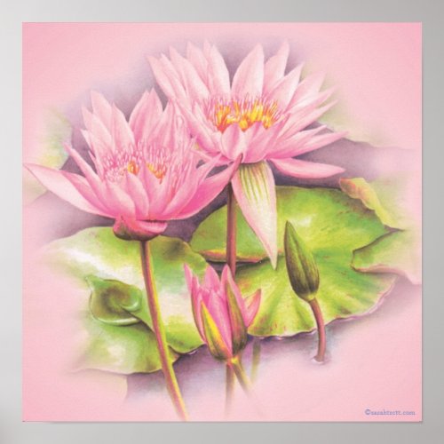 Water lily pink fine art botanical poster print