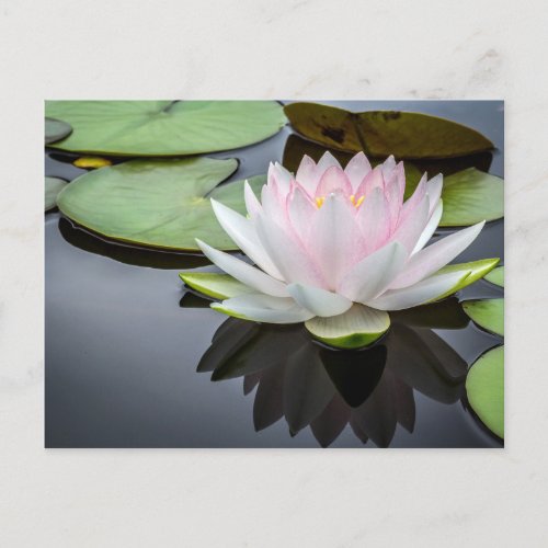 Water Lily Pink Floral Photo Postcard