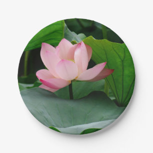 Water Lily Pink Paper Plates