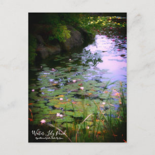 Water-Lily Pond :Postcard Postcard