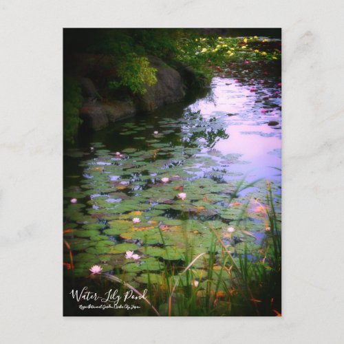 Water_Lily Pond Postcard Postcard