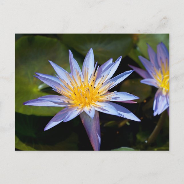 Water Lily Postcard (Front)