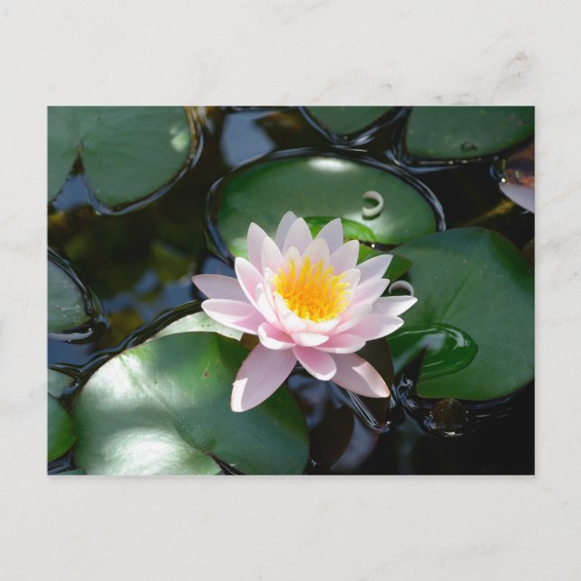 Water Lily Postcard (Front)
