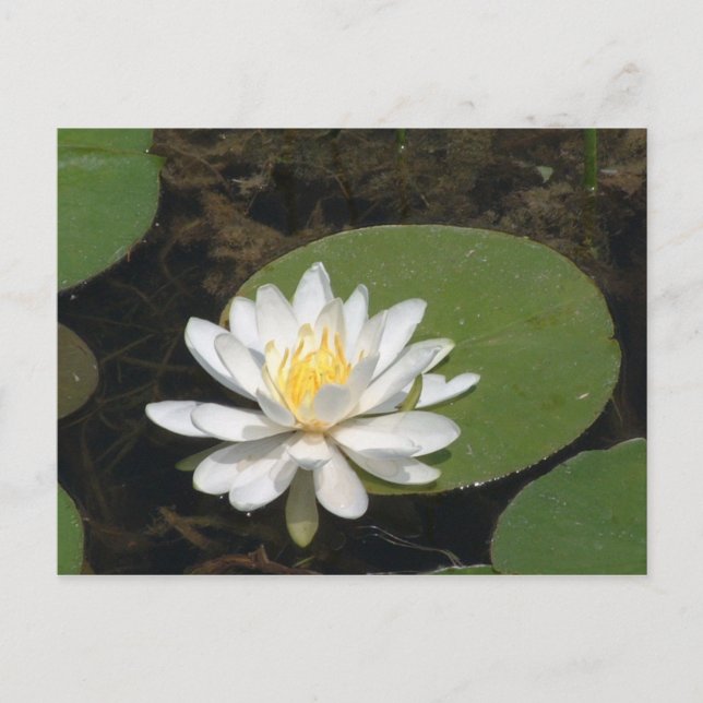 Water Lily Postcard (Front)