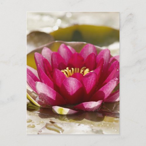 Water lily postcard