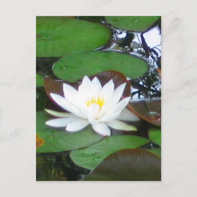Water Lily Postcard (Front)