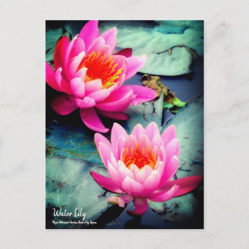 Water Lily Postcard Postcard