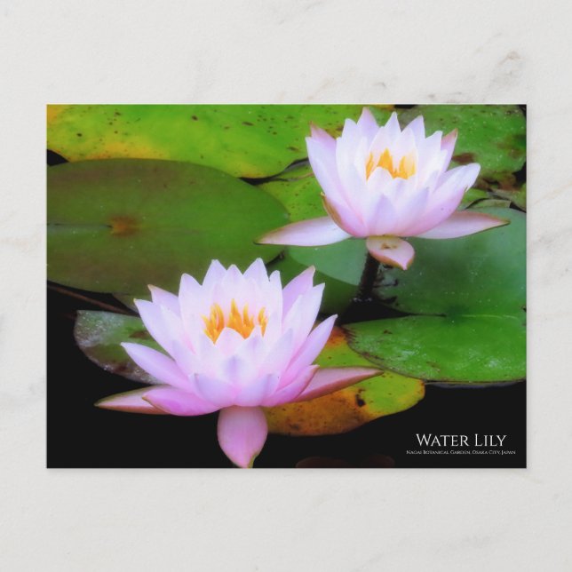 Water Lily ：Postcard Postcard (Front)