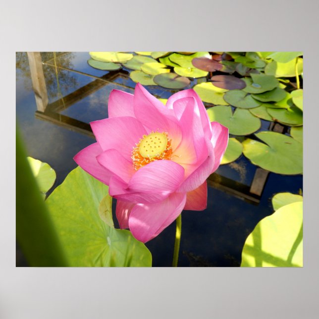 Water Lily Poster (Front)