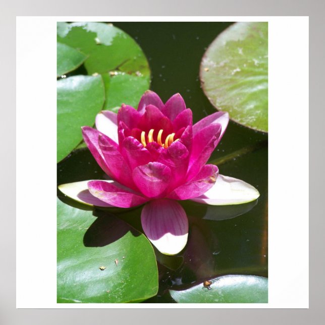 Water Lily Poster (Front)