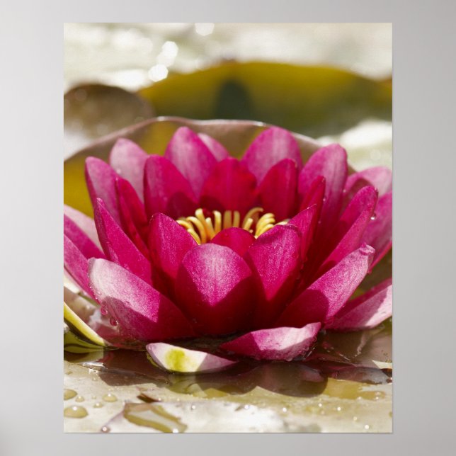 Water lily poster (Front)