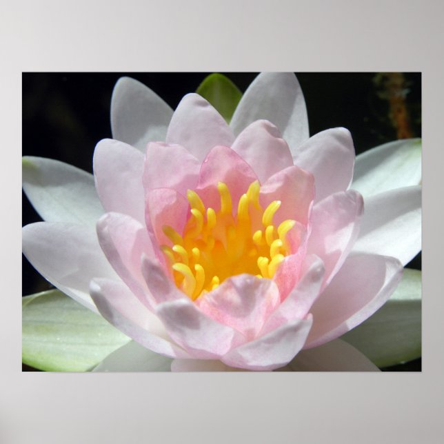 Water Lily Poster (Front)