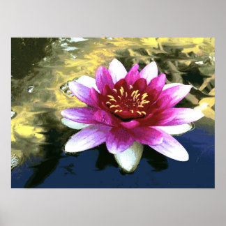 Water Lily Poster