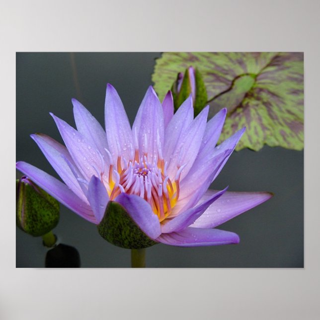 Water Lily Poster (Front)