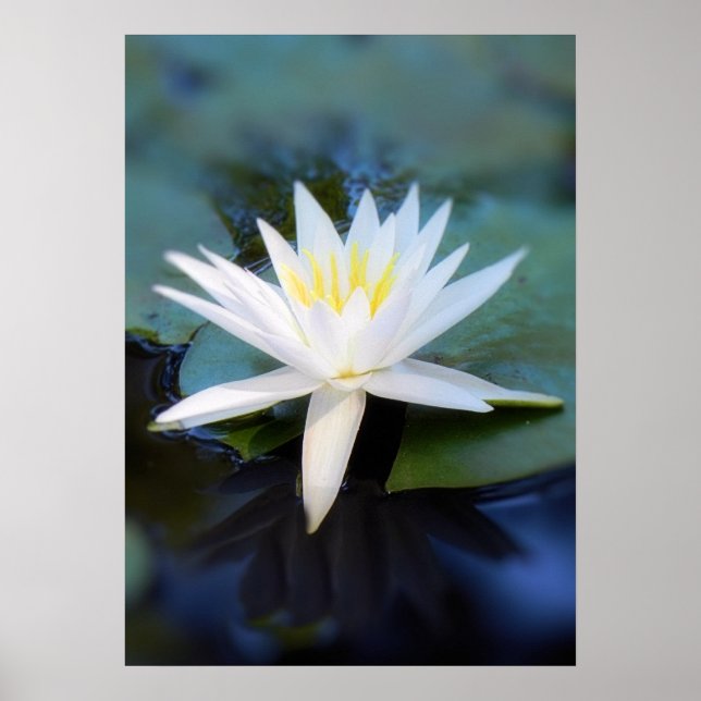 Water Lily Poster (Front)