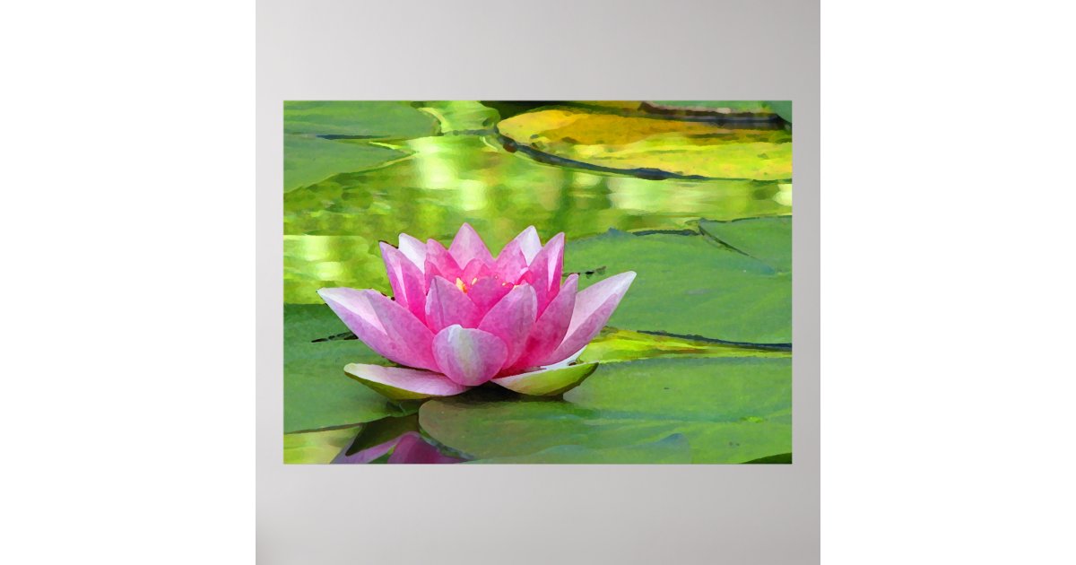 Water Lily Poster | Zazzle