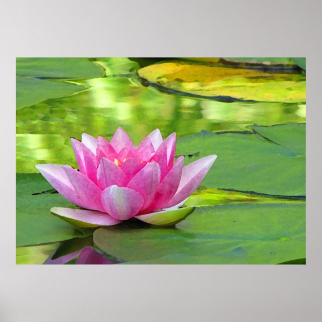 Water Lily Poster (Front)