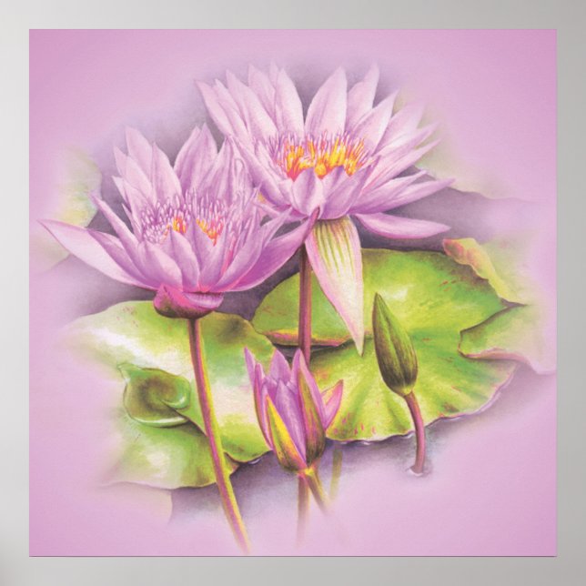 Water lily purple flowers poster (Front)
