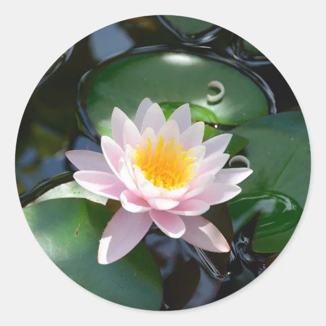 water lily round Sticker | Zazzle
