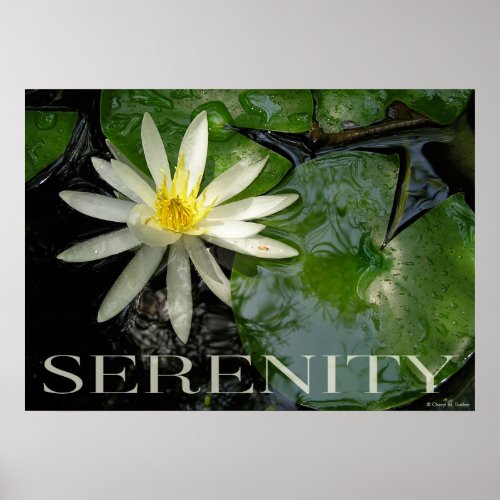 Water Lily Serenity Inspirational Poster