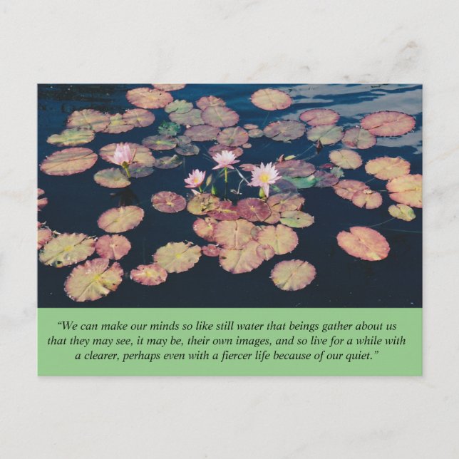 Water Lily Stillness Postcard (Front)