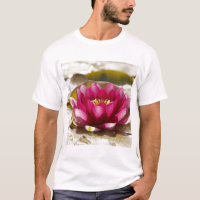 Water lily