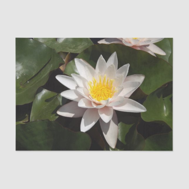 Water Lily tissue paper (Front)