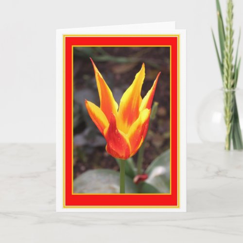 Water Lily Tulip Greetings Card