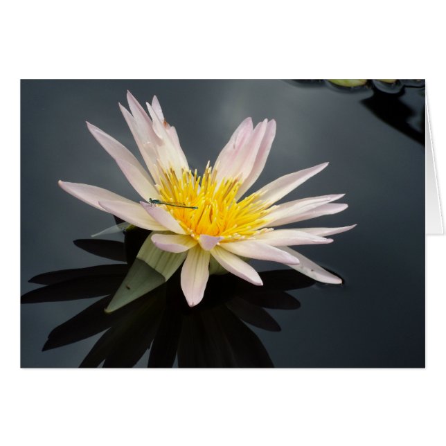 Water Lily with Dragonfly Cards (Front Horizontal)