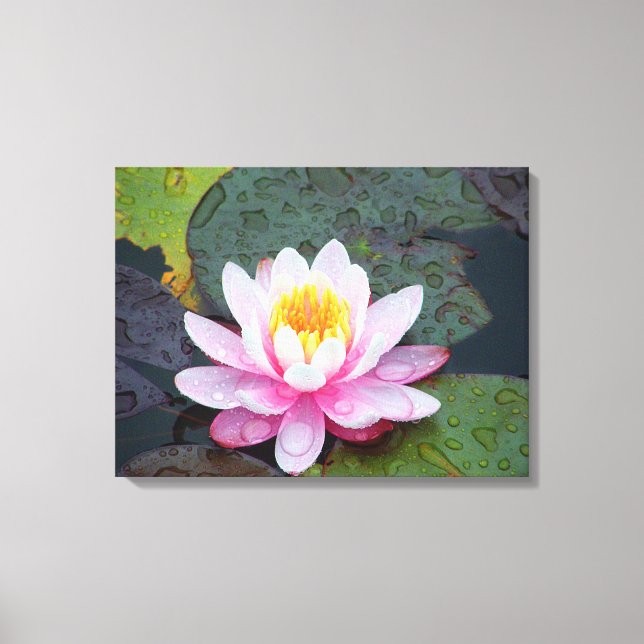 Water Lily with raindrops Stretched Canvas Print (Front)
