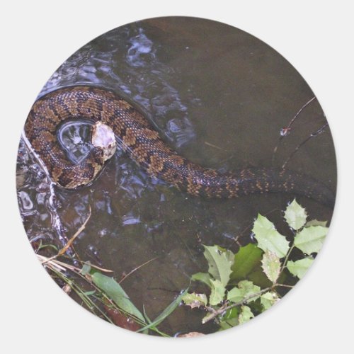 Water moccasin cottonmouth Agkistrodon piscivoru Classic Round Sticker