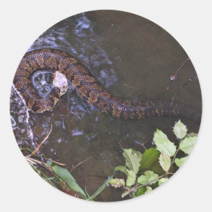Water moccasin, cottonmouth, Agkistrodon piscivoru Classic Round Sticker