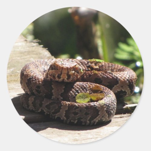 Water Moccasin  Cottonmouth Snake Stickers