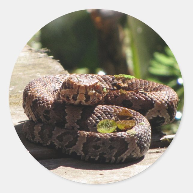 Water Moccasin / Cottonmouth Snake Stickers (Front)
