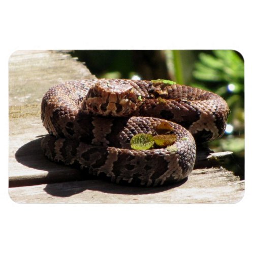 Water Moccasin Flexible Magnet