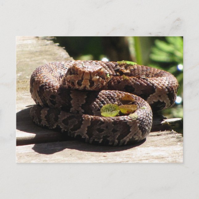 Water Moccasin Post Card (Front)