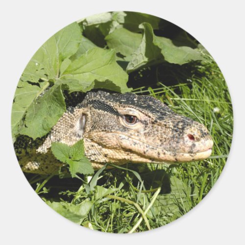 Water monitor lizard classic round sticker