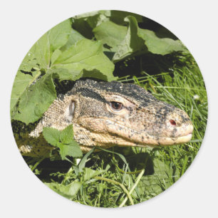 Water monitor lizard classic round sticker