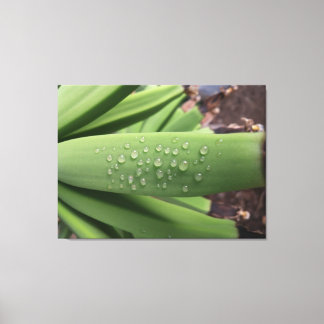 Water of Life on Young Banana fruit Canvas Print